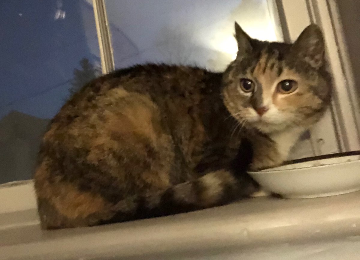 Chefdad2000's tweet photo. Meet my new girl. @QueenCleo finally came out from hiding …for now. Too gorgeous to hide. New foster brought her home and she been under beds for four days but eating. Lol #CatsOfTwitter #NYCats #flatcats https://t.co/1t6bGgBvvw