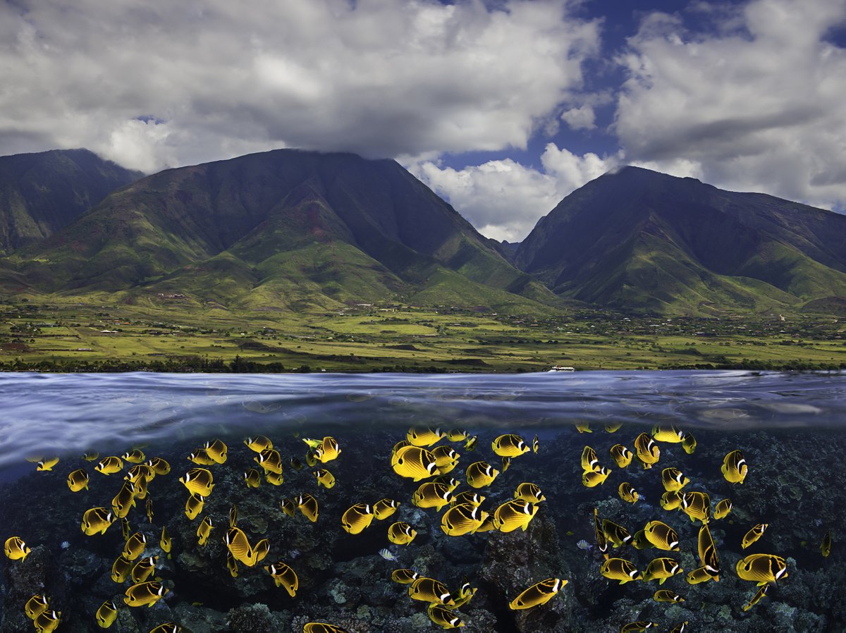 MauiOceanCenter's tweet photo. π€ 5 Ways to Practice #OceanAloha
-
1) Use environmentally-friendly products
2) Conserve water every day
3) Leave the beach better than you found it
4) Share your ocean knowledge with others
5) Support non-profits fighting for #MarineConservation
-
Happy #AlohaFriday π€ https://t.co/YlrZClOWTw