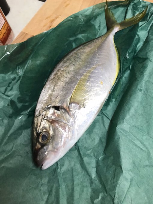 アジのtwitterイラスト検索結果