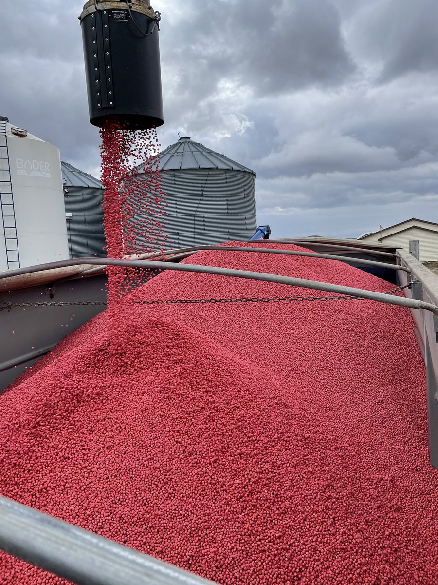 Treating some beauty chickpeas! The USC does an amazing job being able to put on enough water to coat the chickpea properly <a href="/CanSeed/">Can-Seed Equipment Ltd</a> #ApronAdvance #Cruiser5Fs <a href="/Jetski_15/">Bryan Kolodziejski</a> <a href="/syngentacanada/">Syngenta Canada</a> <a href="/BraedenCrone8/">Braeden Crone</a>