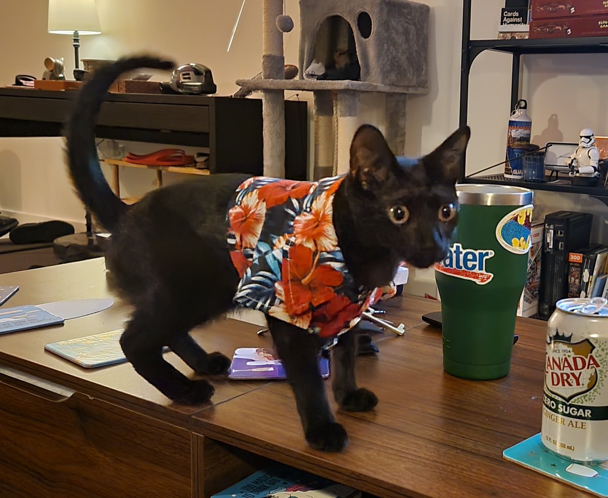 Purrfect_Persie's tweet photo. Anyone want a meowgarita? https://t.co/2wTNHaXJta