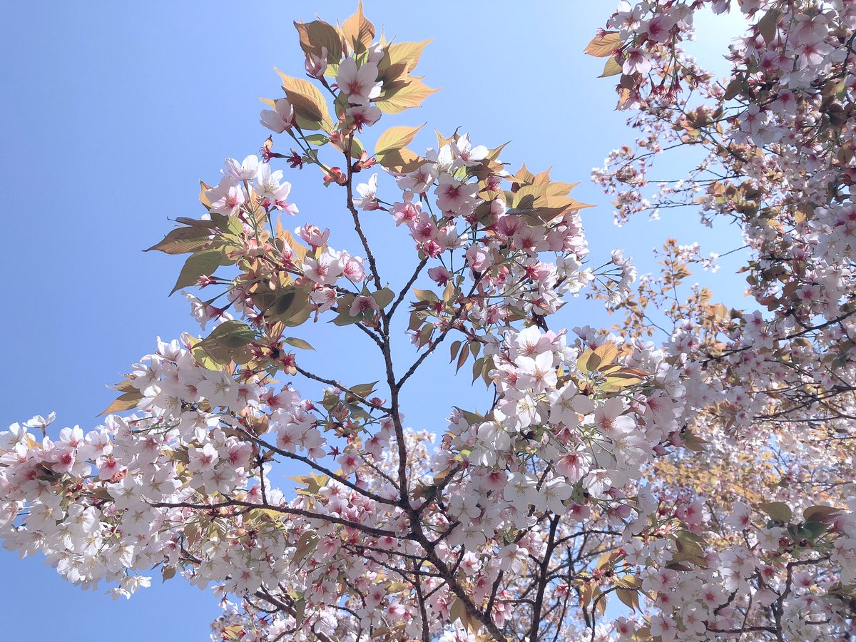 遅ればせながら滑り込み花見してきた🌸 
