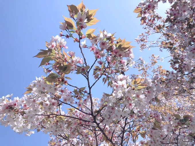 遅ればせながら滑り込み花見してきた🌸 