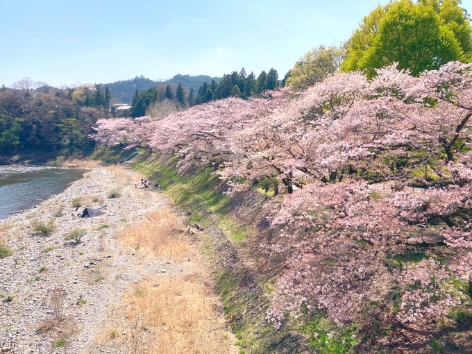 遅ればせながら滑り込み花見してきた🌸 