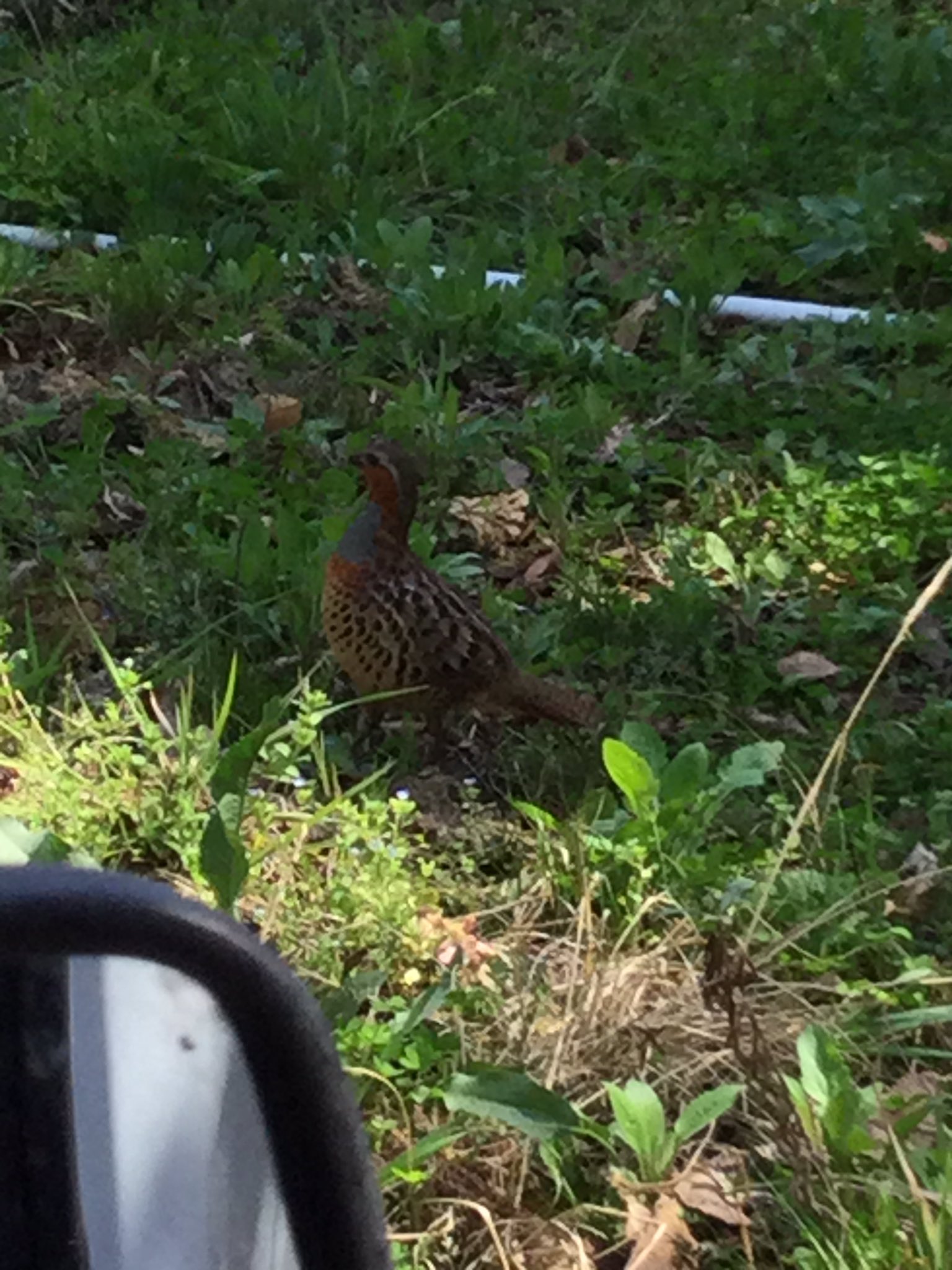 小綬鶏 Twitter Search Twitter