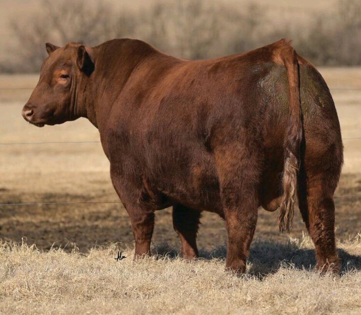 PrimariusReds's tweet image. Primarius Reds - Resident Herd Bull; LCA Merle 717E
