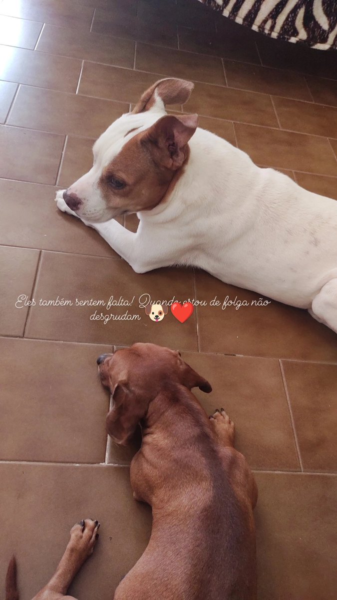 Mchellepedroso's tweet photo. Amo d+ 🐶🐶 @salsichinhas 
Melhor Cia na folga! ❤️❤️❤️ https://t.co/cxV7r7h9gV