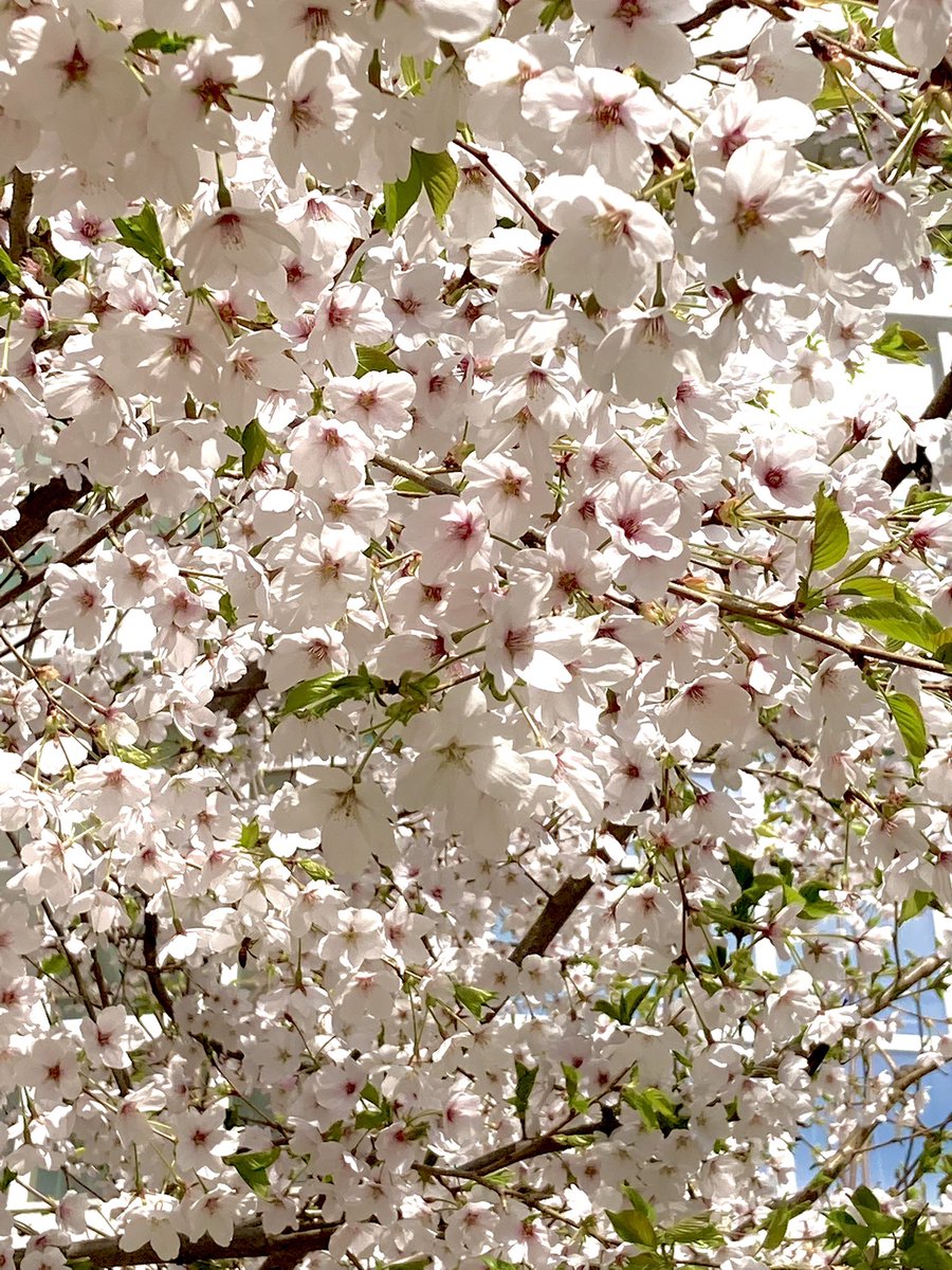 벗꽃 구경(੭♡ڡ♡)੭‧º·˚