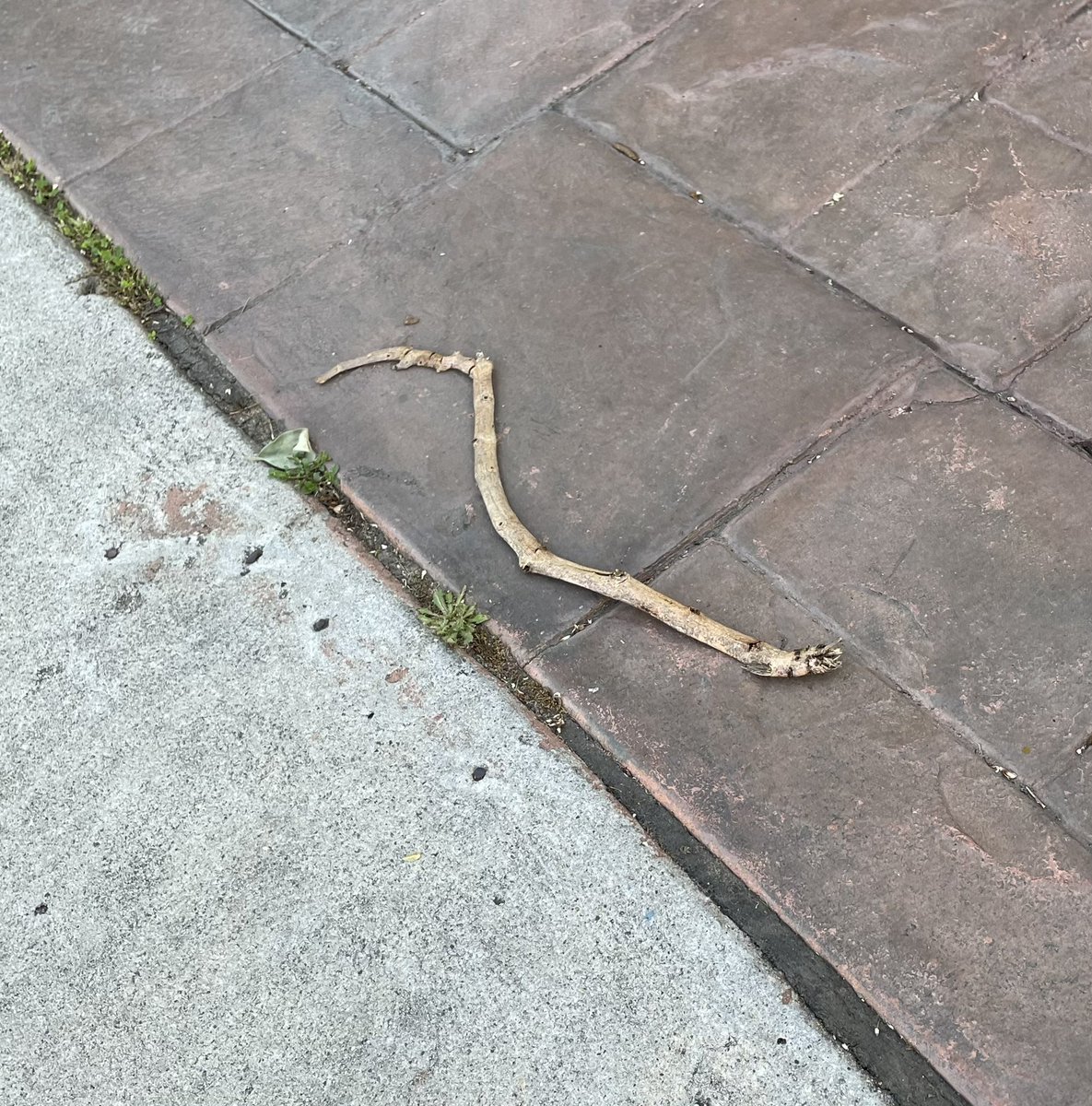 This is not a snake.