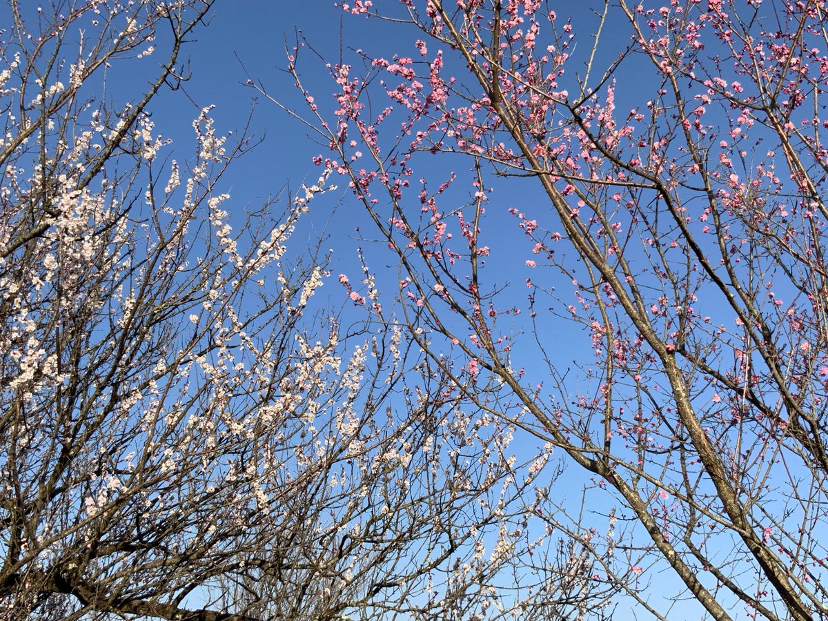 inabaien's tweet photo. 本日の伊那梅苑のお花たちは心地よい風に歌っています♪#伊那 #信州伊那梅苑 #開花情報 #観光 #梅  #花  #花桃 #開苑 #梅幸 https://t.co/fB5ZaSyHAt