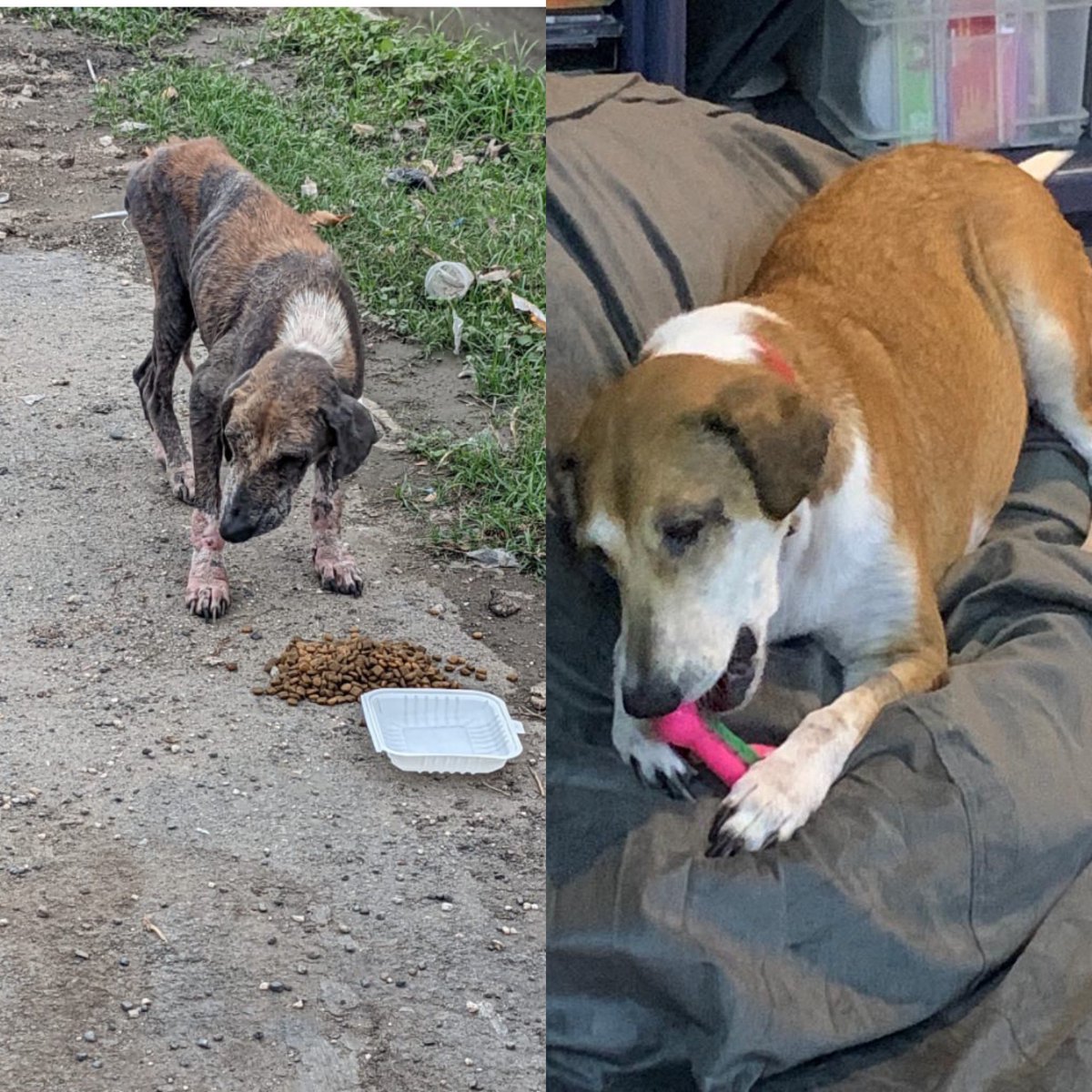 Tammy_Browne's tweet image. You want the best results? Feed the best nutrition @nutram the results speak for themselves x #amazing #twomonths #special #nutrician #jamaica #lupo @drbrischh @TurtlesNestJa @ToyotaJamaica