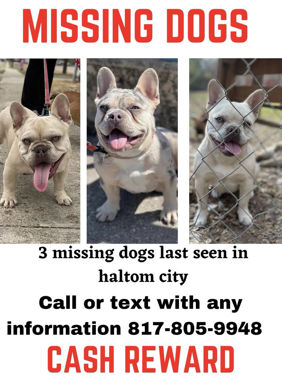 itsluisyoo's tweet photo. Last seen running around in Haltom city $ X,xxx Who ever helps me bring my babies back home 🤞🏽🙏🏼 
Y’all do me a favor &amp; share 🤞🏽 https://t.co/jkVbtZ4HNS