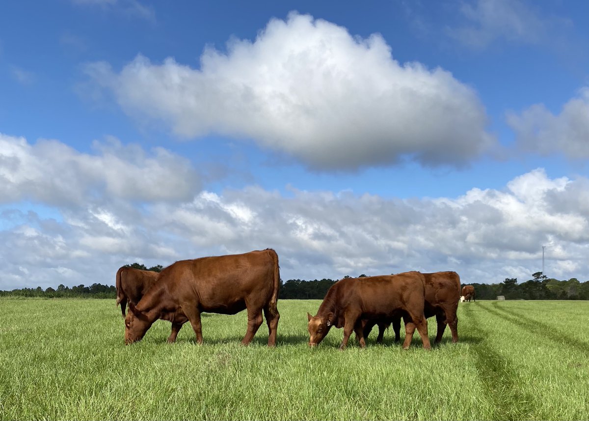 PrimariusReds's tweet image. Primarius Reds - Spring time in Georgia with Red Angus on TifQuik grass.