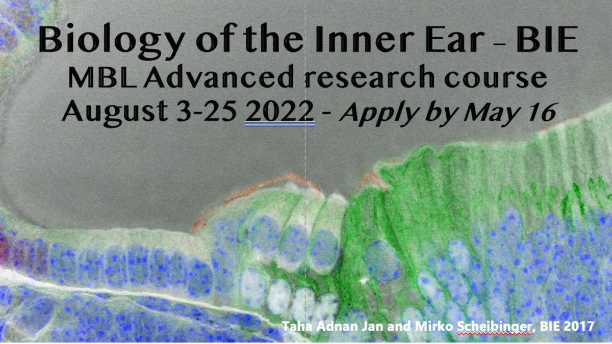 Apply by May 16 to Biology of the Inner Ear Course. Tuition, room and board provided. Please RT. mbl.edu/education/adva…
