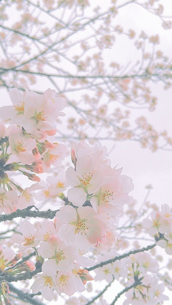 桜の写真 Twitter Search Twitter