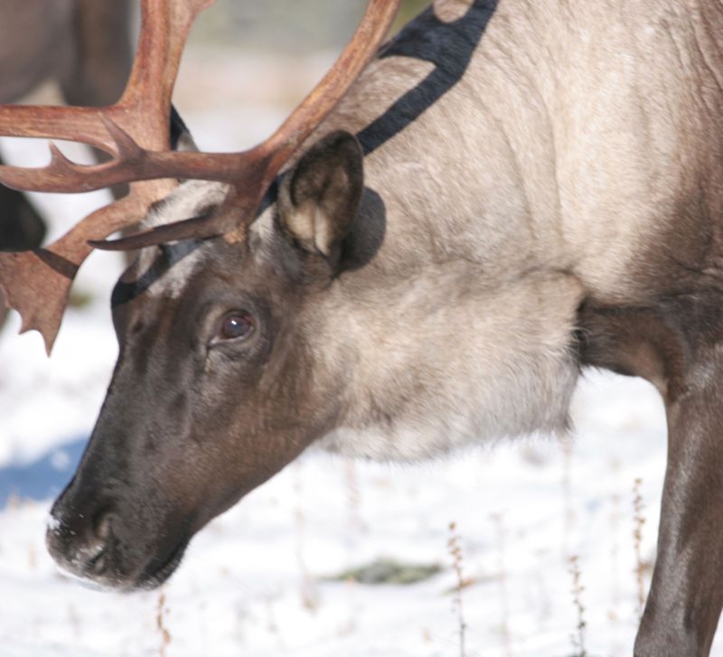 awacc's tweet photo. First two #Alberta caribou range plans released today: a promising land-use system that needs stronger goals for Indigenous rights and #caribou habitat in crucial first decade https://t.co/QjX5rBPxv9 https://t.co/ScDSOsBRCk