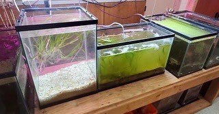 CarbonExtermin1's tweet photo. Floating eelgrass! 
We took out some grass from the original tank and planted in the tank next to it. Planning on harvesting the eelgrass for grains. 
Thank you Mr. O’D.for all your help!
#eelgrass #carbonexterminators #tank #climatechange #seagrass #foodfromsea #carbonfilter https://t.co/GgTvbFHDni