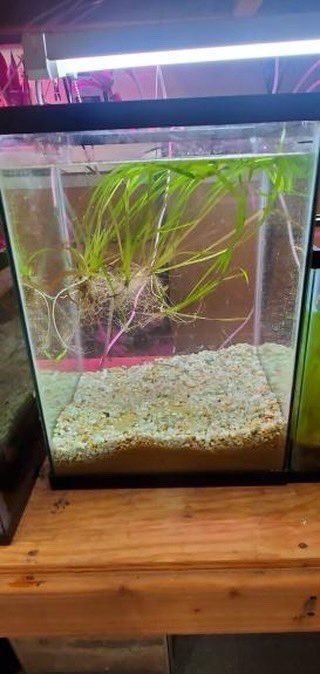 CarbonExtermin1's tweet photo. Floating eelgrass! 
We took out some grass from the original tank and planted in the tank next to it. Planning on harvesting the eelgrass for grains. 
Thank you Mr. O’D.for all your help!
#eelgrass #carbonexterminators #tank #climatechange #seagrass #foodfromsea #carbonfilter https://t.co/GgTvbFHDni