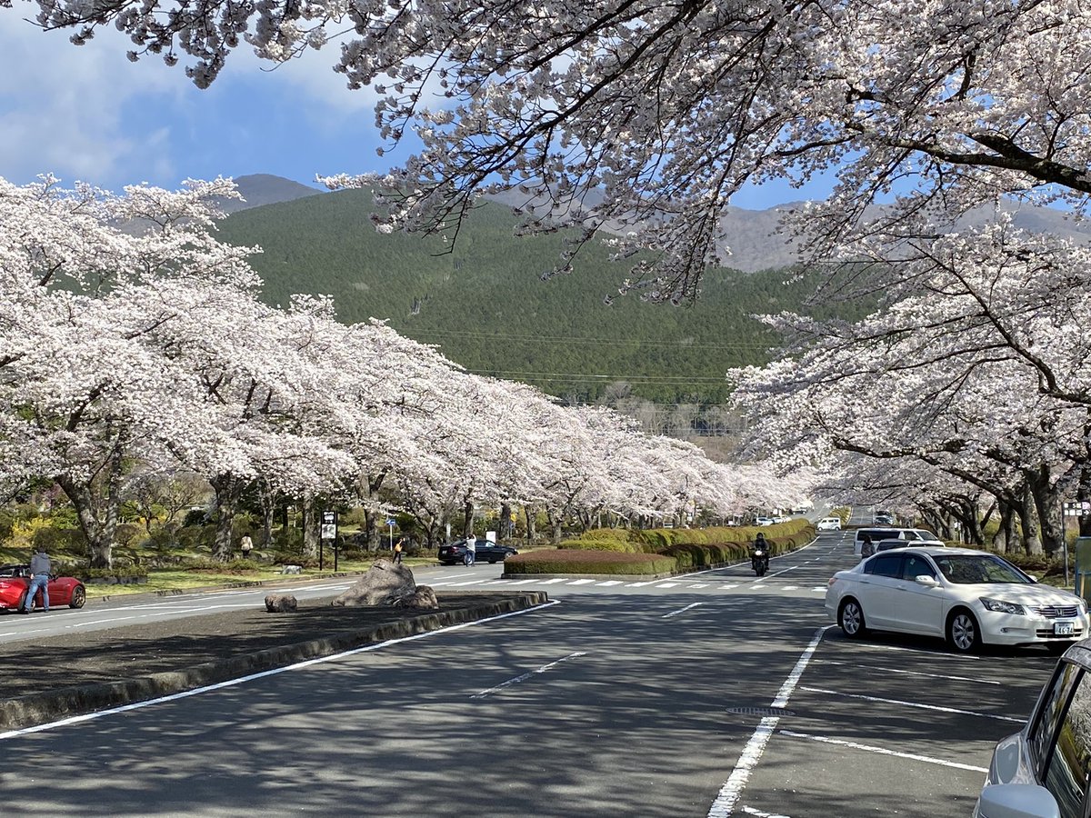 zc33KG's tweet photo. 富士霊園！
桜が満開です！
写真スキル身に付けたい笑
#富士霊園 https://t.co/vwzUXkWEyW