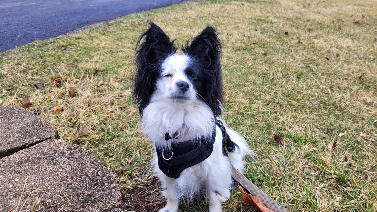 JackThePapillon's tweet photo. Busy being handsome ✋️! https://t.co/ROd3szv9Bt