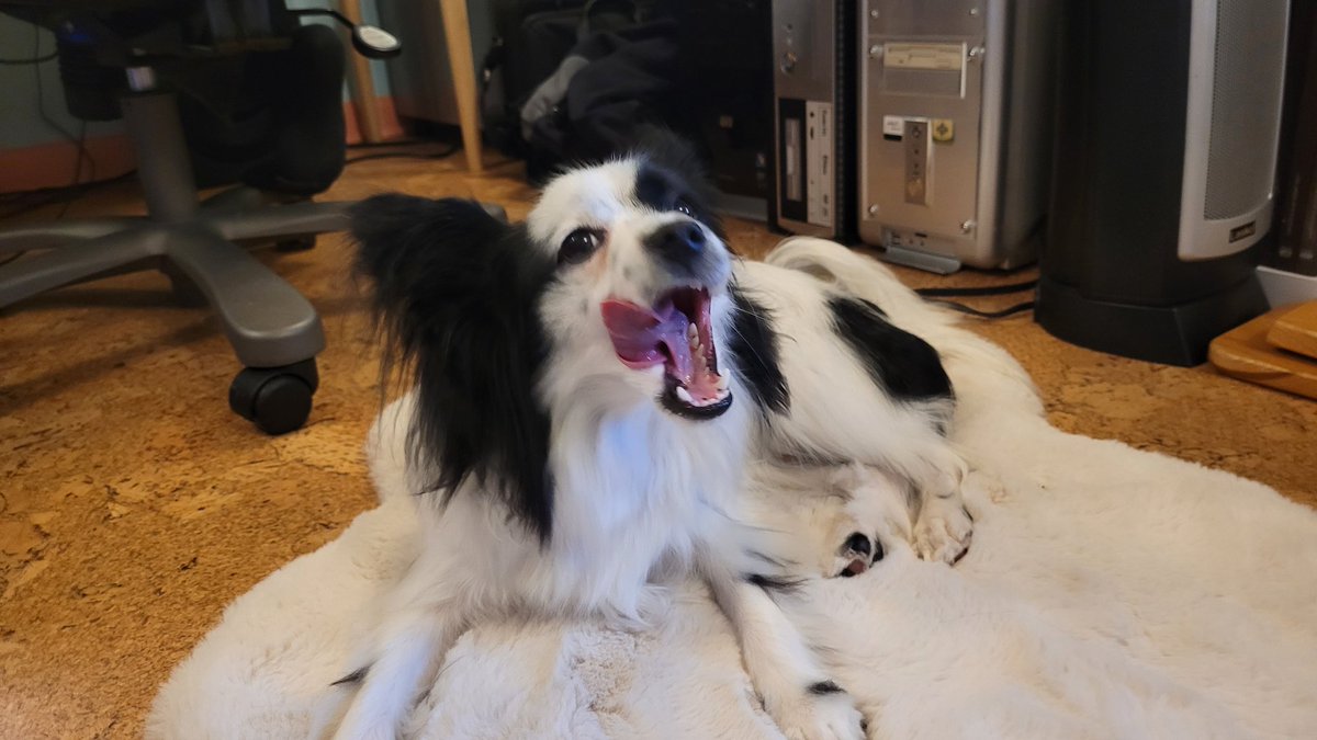 JackThePapillon's tweet photo. Busy being handsome ✋️! https://t.co/ROd3szv9Bt
