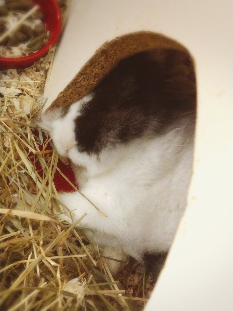 ZOYA'S DOG tweet media