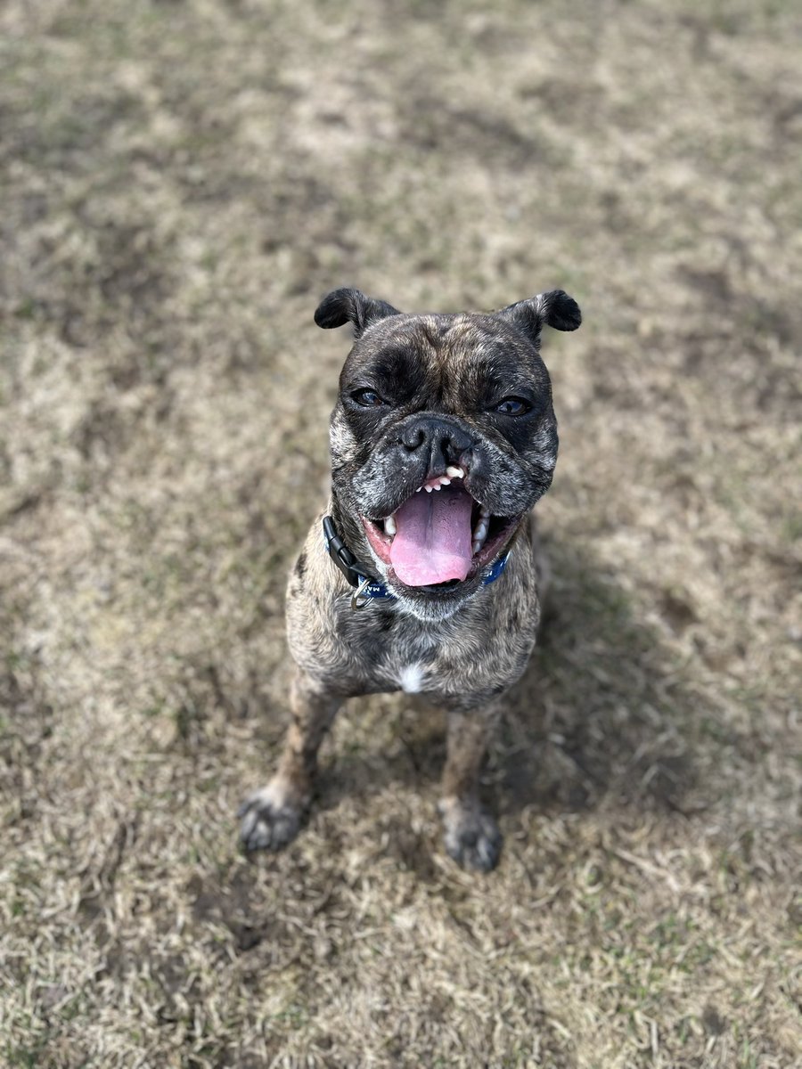 JDHoworth's tweet photo. @ShaneWright26 I must meet this dog https://t.co/mUKVBDMmqf