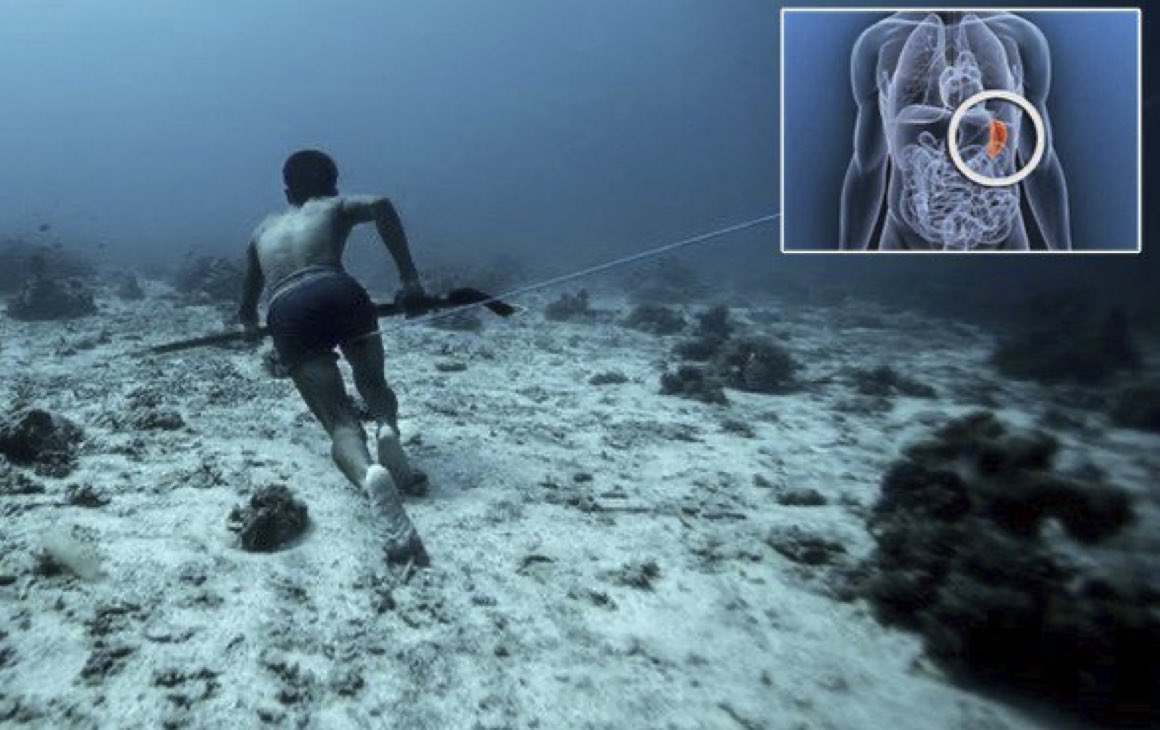BrianRoemmele's tweet photo. The BAJAUs are a tribe living the Zamboanga Peninsula in the Philippines can genetically withstand up to 13 minutes underwater at depths between 60 and 70 meters.

Most can humans hold their breath underwater for 2-3 minutes, but for Bajau, 3 minutes is practically nothing. https://t.co/p14DrAvlbC