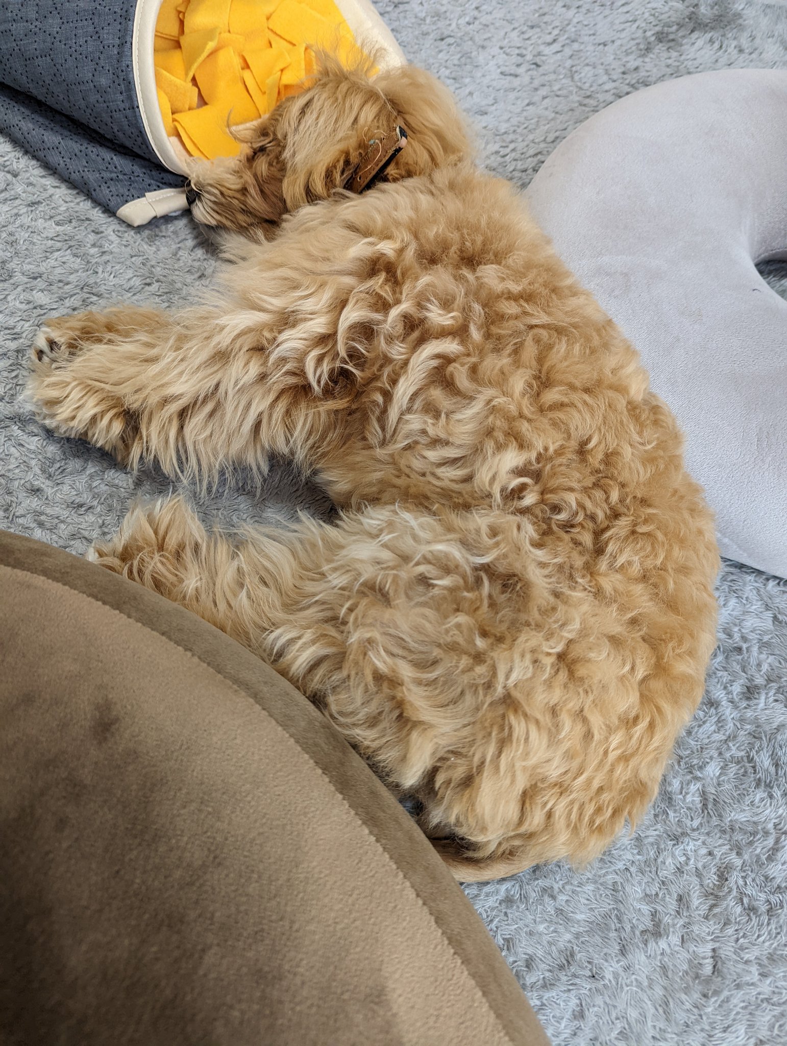 マルプーのジェイ ただ寝ているように見せて おならするやつ いぬとの暮らし 犬のおなら だいぶ臭い T Co Ndpxfm9s6z Twitter マルプーのジェイ ただ寝ているように見せて おならするやつ いぬとの暮らし 犬のおなら だいぶ臭い T Co Ndpxfm9s6z Twitter