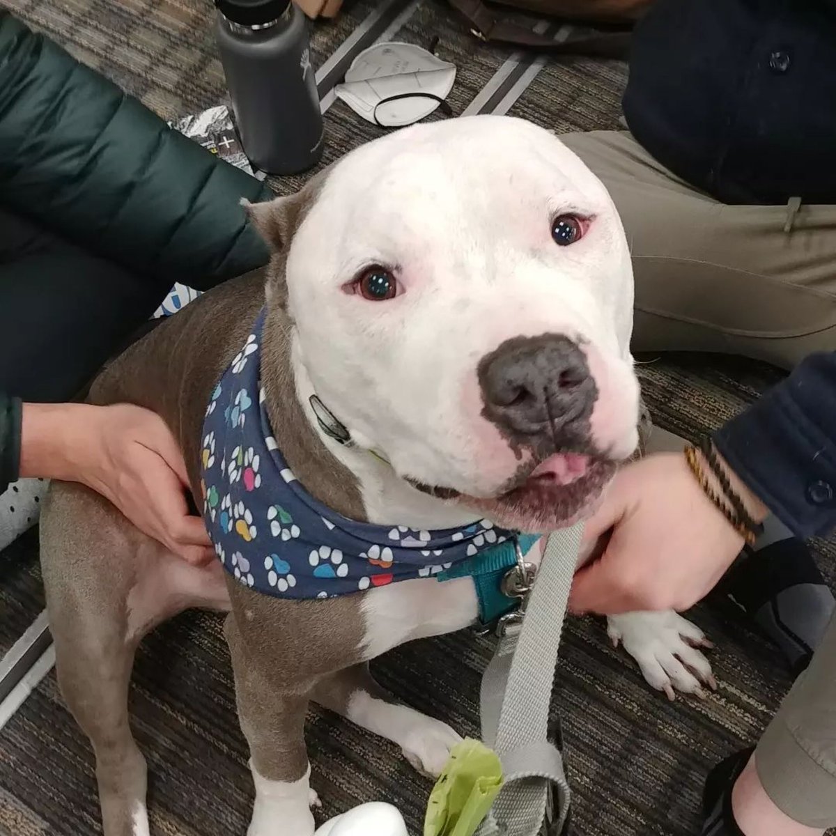 APTherapyDogs's tweet image. Did you see Gatsby today @columbusairport ?
・・・
He had a great time at the airport today!  Kinda funny that a lot people ask mom if I live at the airport. 🤔😂 

#pawforceone #flycmh #airporttherapydogs

 Photo - gatsby_gr8 via Instagram