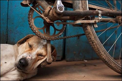 thehindishala's tweet photo. जहाँ जगह मिली 
वहीँ सर रखके 
सो गए
जानवरों ने खुदा से कभी 
शिकायत नहीं की।

✍️क़ौसर 🌻
साभार @Prahast7 https://t.co/VYx1Vohi0o