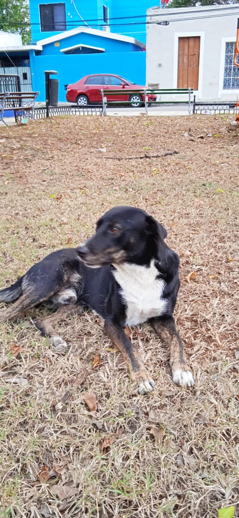 Myalgic_E's tweet photo. Este perro en Merida, Yucatan necesita su casa permanente. https://t.co/zaywUriyLE