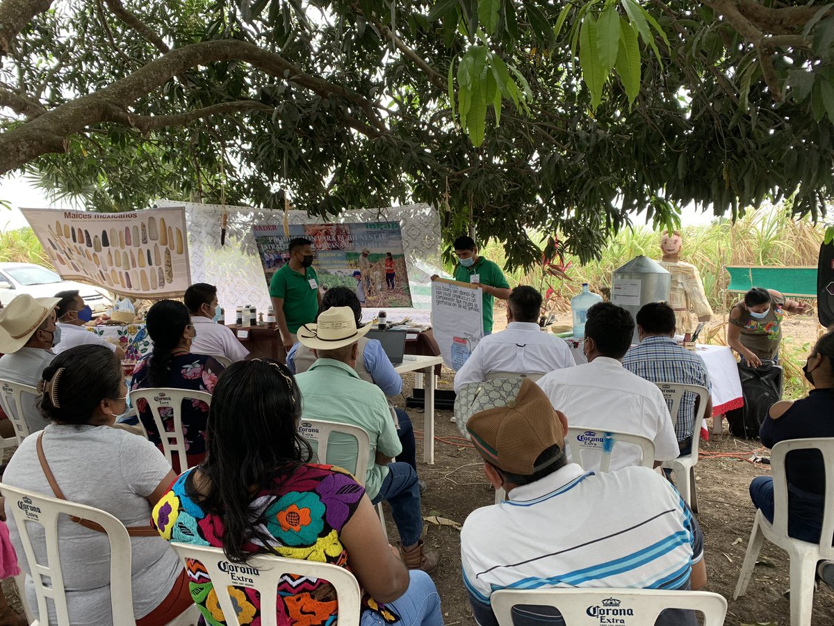 r16_sader's tweet photo. Tuvimos la presencia de productores de las ECAs del MICI 03, Tres Valles; compañeros del Programa #ProducciónParaElBienestar, así como al CT Ing. Jesús Cuatzozon Reyes; Jefe de Distrito Cader 08 de Ciudad Aleman, Veracruz, Encargada del Centro de Acopio @SEGALMEX en la localidad. https://t.co/zLytDHym79