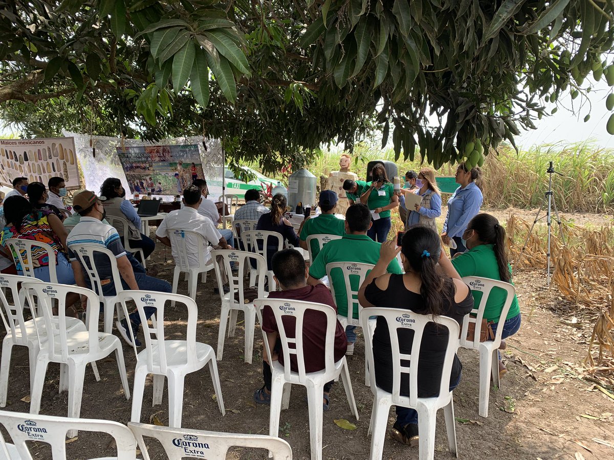 r16_sader's tweet photo. Tuvimos la presencia de productores de las ECAs del MICI 03, Tres Valles; compañeros del Programa #ProducciónParaElBienestar, así como al CT Ing. Jesús Cuatzozon Reyes; Jefe de Distrito Cader 08 de Ciudad Aleman, Veracruz, Encargada del Centro de Acopio @SEGALMEX en la localidad. https://t.co/zLytDHym79