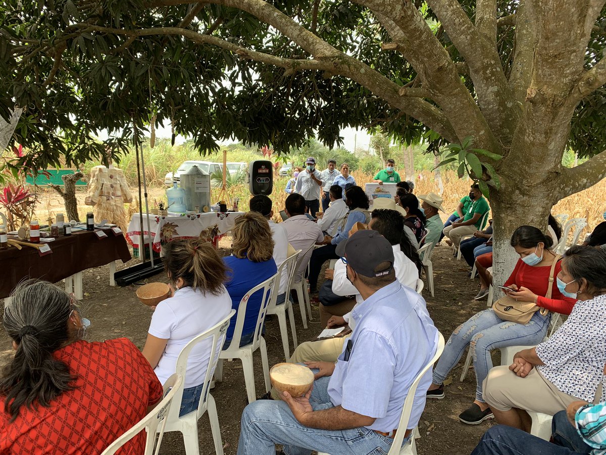 r16_sader's tweet photo. Tuvimos la presencia de productores de las ECAs del MICI 03, Tres Valles; compañeros del Programa #ProducciónParaElBienestar, así como al CT Ing. Jesús Cuatzozon Reyes; Jefe de Distrito Cader 08 de Ciudad Aleman, Veracruz, Encargada del Centro de Acopio @SEGALMEX en la localidad. https://t.co/zLytDHym79
