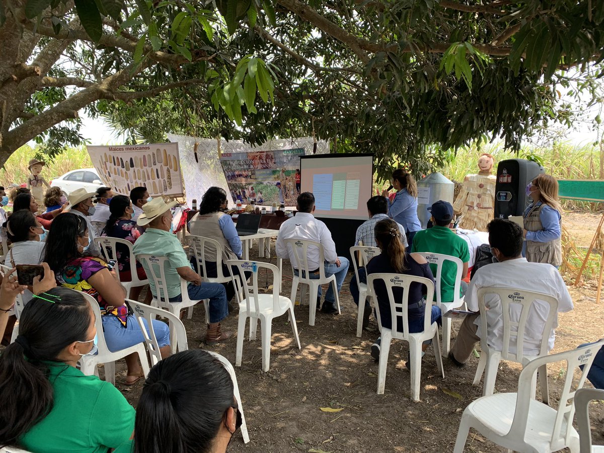 r16_sader's tweet photo. Tuvimos la presencia de productores de las ECAs del MICI 03, Tres Valles; compañeros del Programa #ProducciónParaElBienestar, así como al CT Ing. Jesús Cuatzozon Reyes; Jefe de Distrito Cader 08 de Ciudad Aleman, Veracruz, Encargada del Centro de Acopio @SEGALMEX en la localidad. https://t.co/zLytDHym79