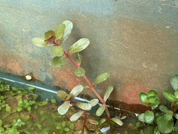 水草ギャラリー ニューラージパールグラス 水草ファームグリーンカーペットのブログ