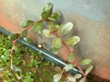 水草ギャラリー ニューラージパールグラス 水草ファームグリーンカーペットのブログ