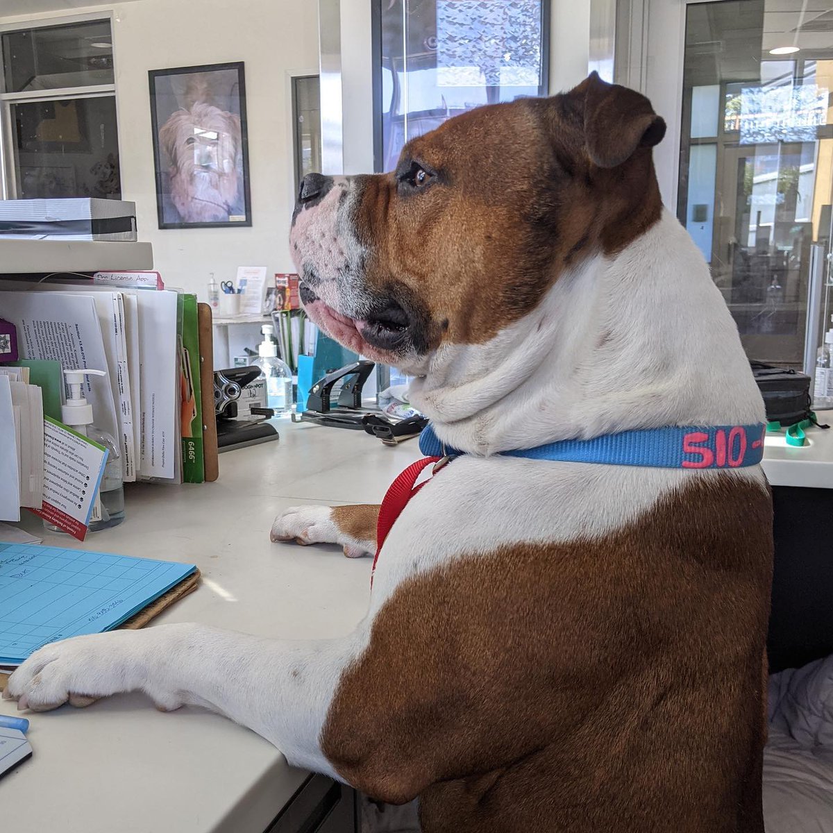 K9CollectiveDAO's tweet photo. Meet Doug! Greeting guests can be tiring, so he makes sure to relax at the DU Dog Park on his breaks ☎️🐶

Did you know DU fully funded the dog park for Doug and his pals at BACS? We've already donated over $130k to dog charities to-date. 

Learn more 👇
https://t.co/D0u5AEeutT https://t.co/RqcsZ0jKPm