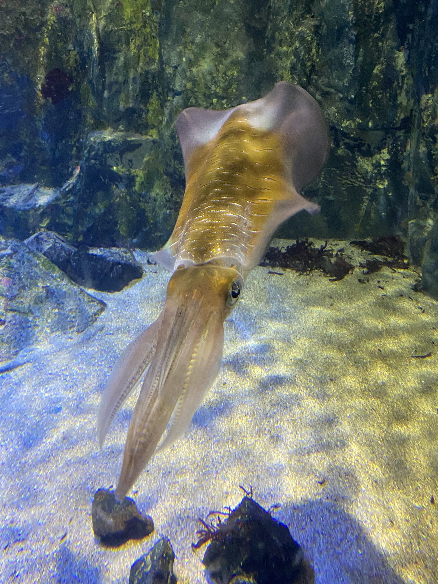 かねこ きまぐれクック あかんなー 水族館くると かわいいとか綺麗より先に うまそう が来てしまう 後キロ単価 俺の視聴者さんならわかってくれる人いそう アオリの刺くいてー T Co Gxhv1i1k6s Twitter かねこ きまぐれクック あかんなー 水族館くると かわいいとか綺麗より先に うまそう が来てしまう 後キロ単価 俺の視聴者さんならわかってくれる人いそう アオリの刺くいてー T Co Gxhv1i1k6s Twitter