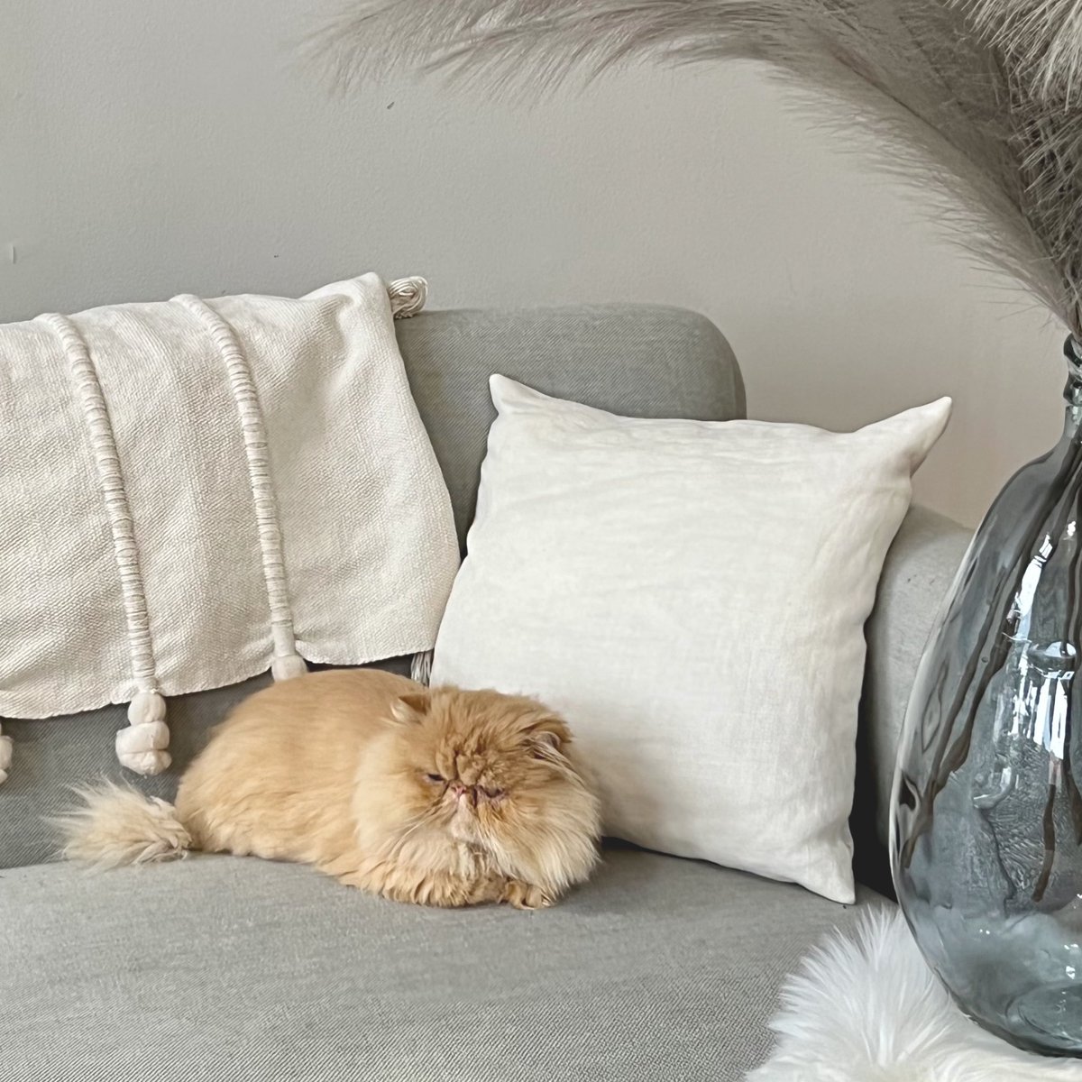 Today’s tasks as a cat model meownager:

Take my cat’s measurements to add to her photography studio account

Update her availability schedule for photoshoots

Plan out some more content for her Instagram feed