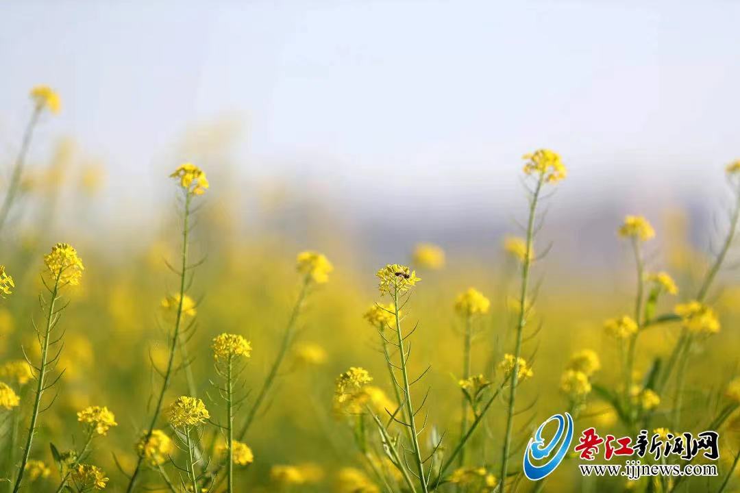 Jinjiang2020 tweet media