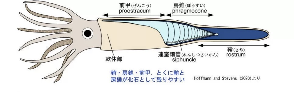 南三陸の下部三畳系から発見された世界最古のべレムナイト化石（新属