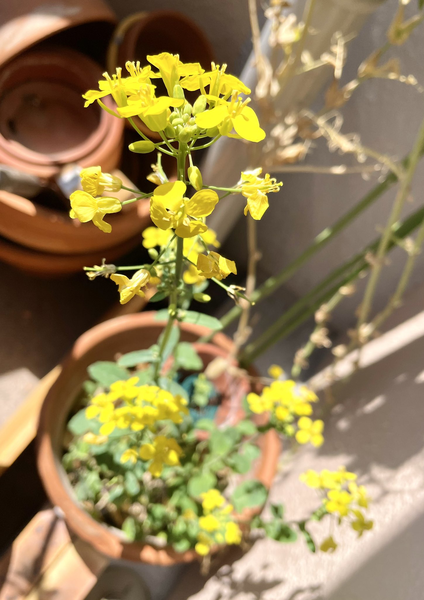 うおといて ブロッコリー の花も花盛りです しかし暖かくなってから急激に伸びたなぁ ブロッコリースプラウト 野菜 家庭菜園 プランター菜園 ベランダ菜園 ダイソーの種 満開 花 春 植物 T Co Taz3jicca2 Twitter