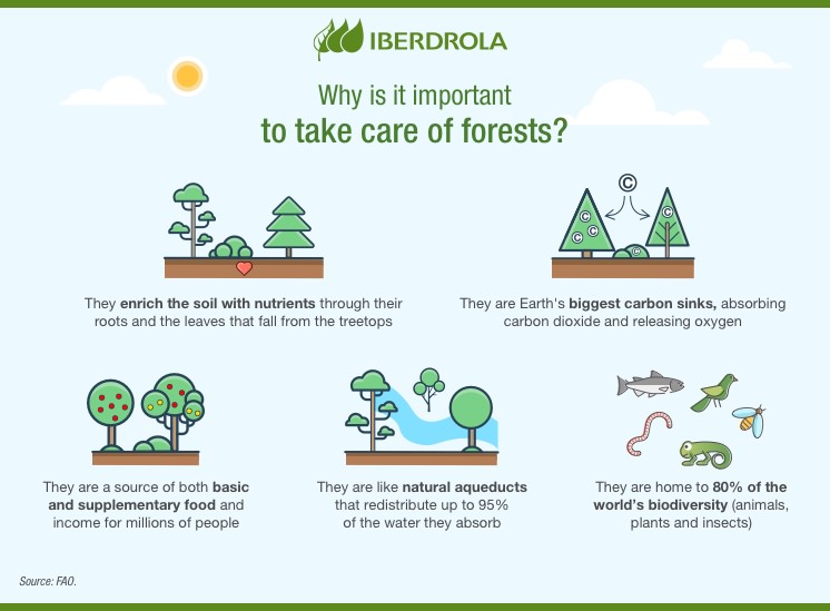 HamishSpinaze's tweet photo. What a great visual! This captivates the importance of our forests #Nature #treeplanting 
Our class is currently exploring #Reforestation. As a class we will be hosting a #NationalTreeDay to do our part #ClimateAction. https://t.co/nrhp7khoEt