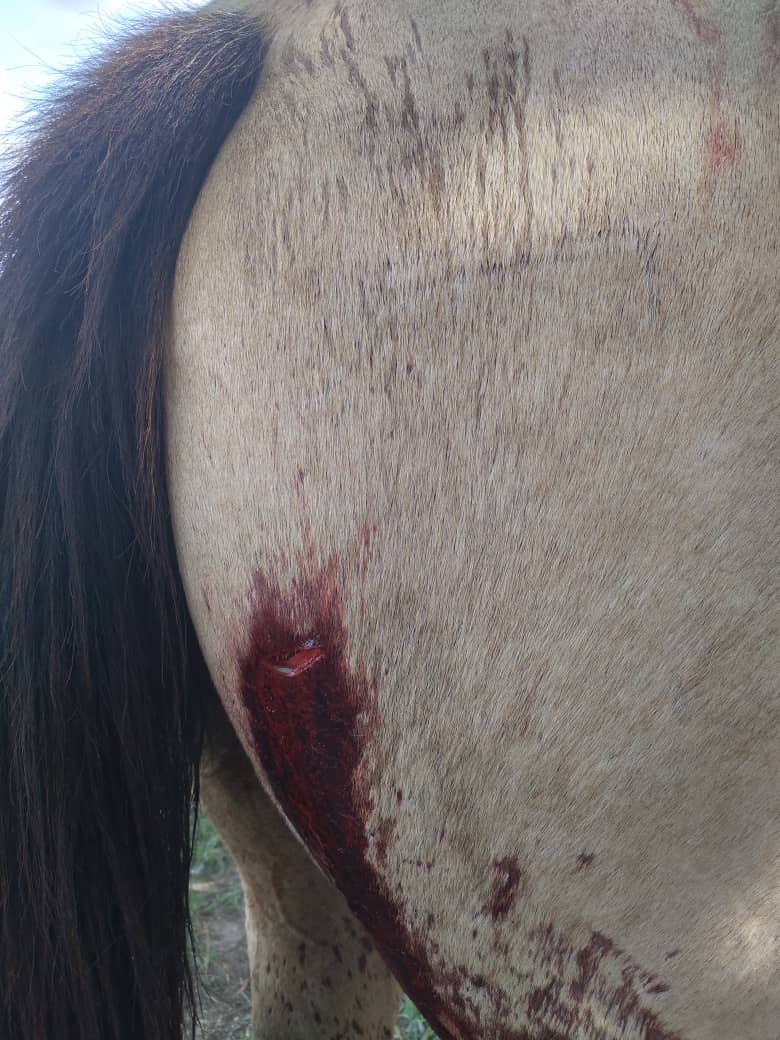 HatoLasMercedes's tweet photo. Estamos de acuerdo con el Fiscal General. En Las Mercedes, los invasores se dedican a maltratar con crueldad a los animales y hasta matarlos, sólo para arruinar al propietario. #Barinas #Ambiente #LasMercedes https://t.co/VDWPiC5l6H