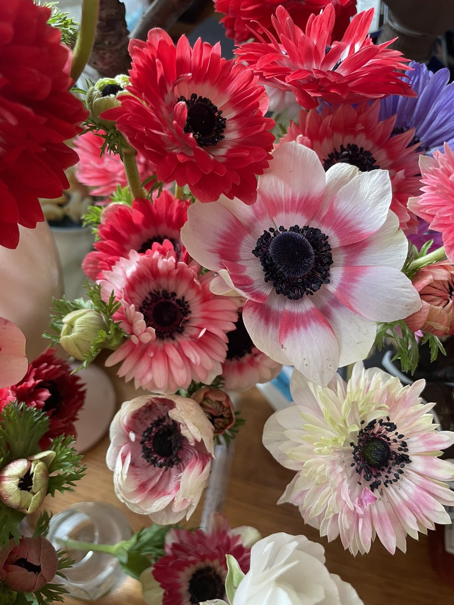 nicohal1's tweet photo. 自宅のテーブルはアネモネの花で賑わってます💚
かなり温かくなって、春ももう終盤ですね
#アネモネ #フラワー #春の花 #���やか
#元気　#カラフル https://t.co/ipEDMf77TI