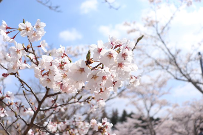 桜や〜🌸 