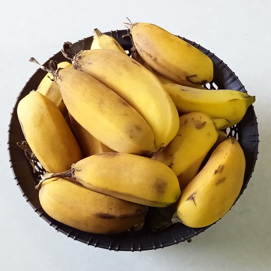 jeevantikaf's tweet photo. Nothing beats summers like fruits 🍌 and they taste so much sweeter when you've worked hard to grow them 💪 😉

#fruitlover #summertimefun #summerfood #banana #papaya #farmfresh #growyourownfood #cleanfood #chemicalfree #healthfirst #fruitbowl https://t.co/arKsCsE95f