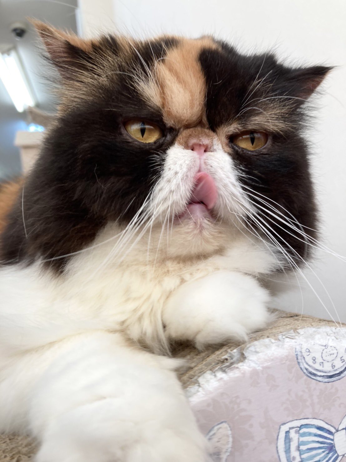 Cat Cafe にゃんこと Catcafenyankoto Twitter